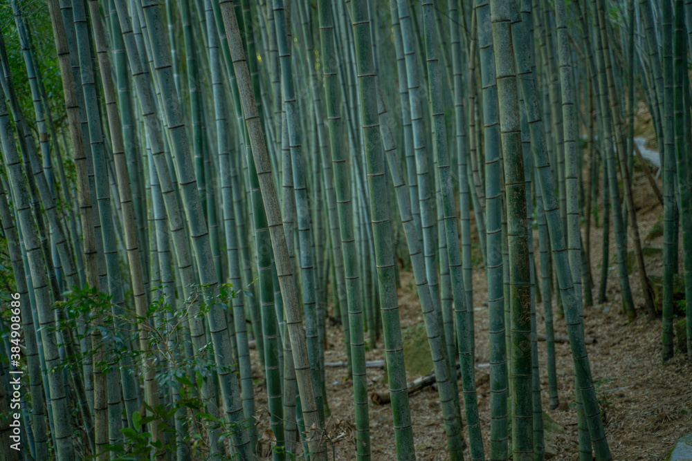 Inside view of a bamboo forest in emerald valley, in Anhui province, China. Inside view of a bamboo forest in emerald valley, in Anhui province, China.