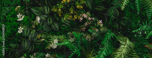 Monstera green leaves or Monstera Deliciosa in dark tones(Monstera, palm, rubber plant, pine, bird’s nest fern), background or green leafy tropical pine forest patterns for creative design elements.  photo