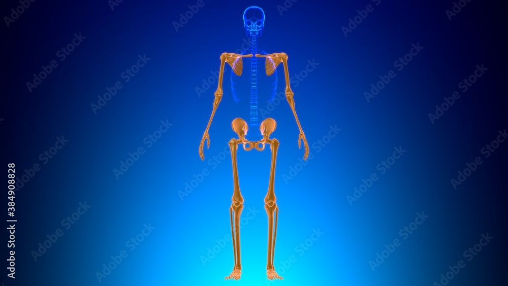Human Skeleton Appendicular Skeleton Anatomy 3D Stock Illustration ... Biology Diagrams