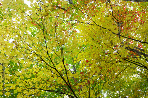 カエデの紅葉