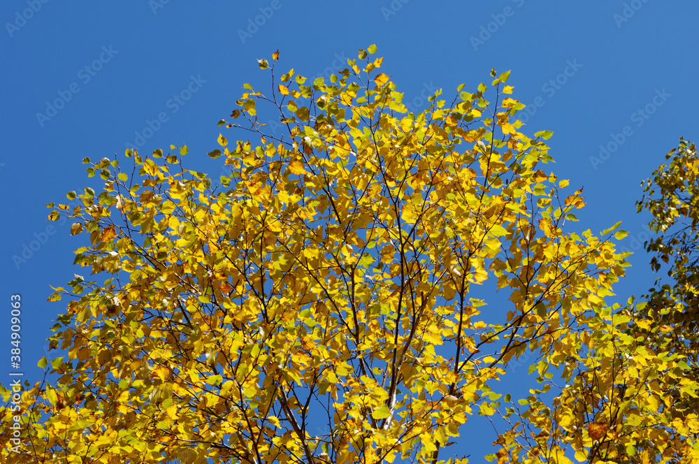 ダケカンバの紅葉 ダケカンバの紅葉
