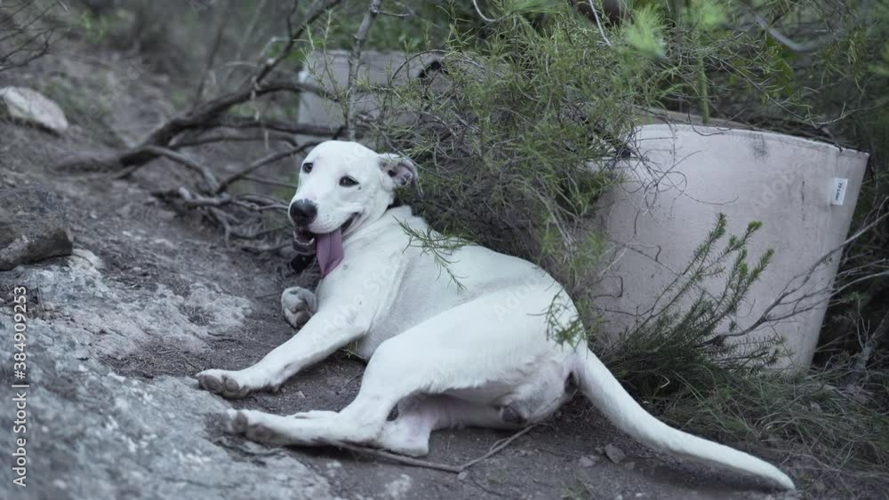 A Stray White Dog Lying Down At The Ground With Tongue Out While Wagging His Tail During Daytime. - Close Up Shot