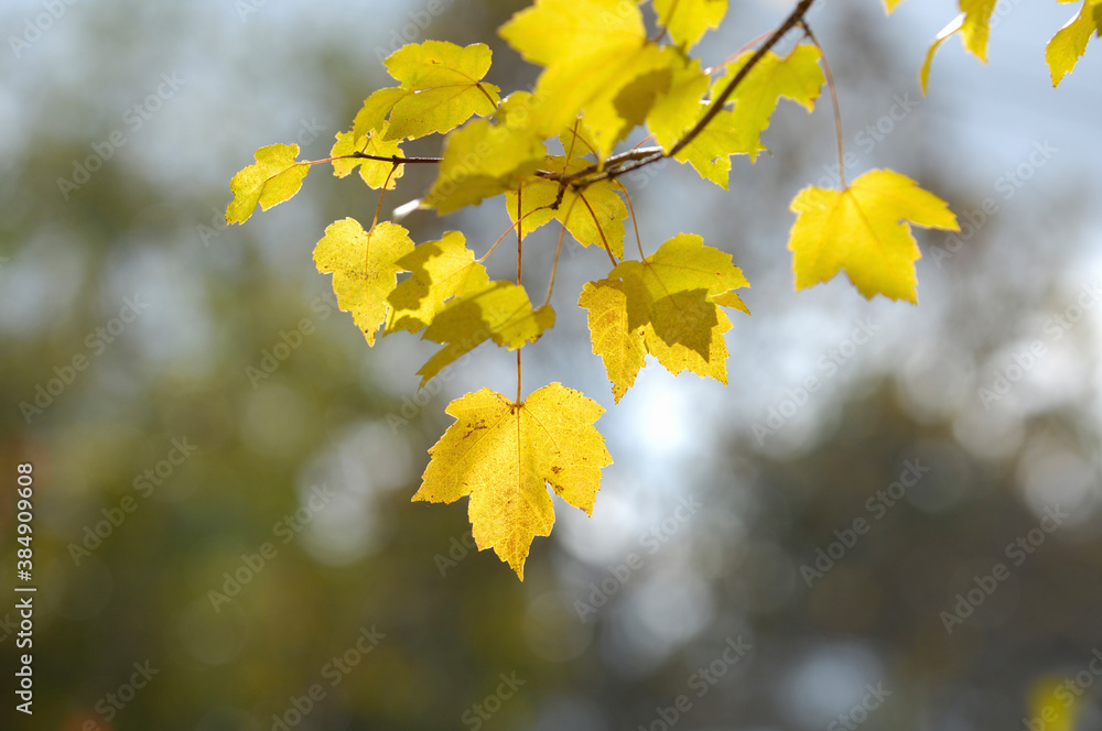 カエデの紅葉 カエデの紅葉