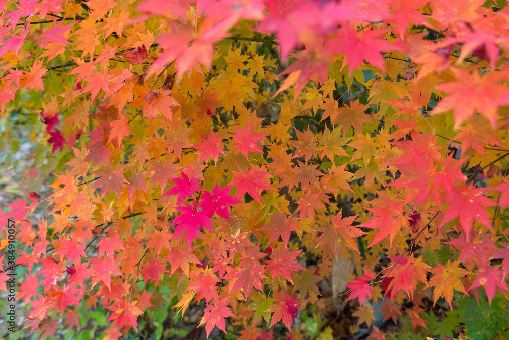 カエデの紅葉 カエデの紅葉