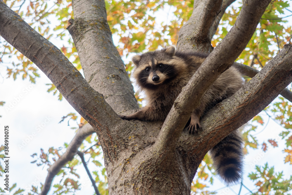 Naklejka premium View of a wild northern american raccoon in a tree