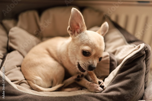 Closeup portrait of small funny beige mini chihuahua dog  puppy laying in dog bed with bone