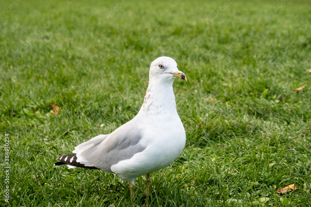 View of seagull standing in the grass