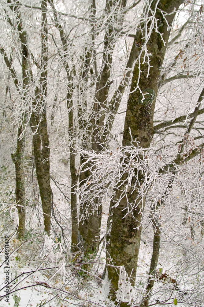 Fototapeta premium ブナの木