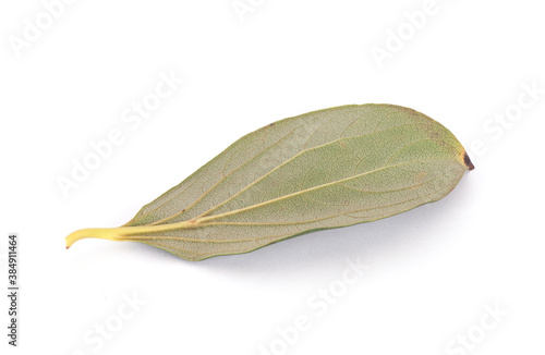 A smooth persimmon tree leaf on white background