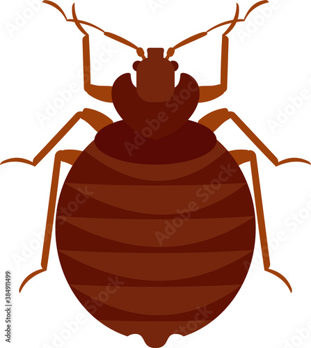 Bug. Insects parasites isolated on white background. Vector illustration