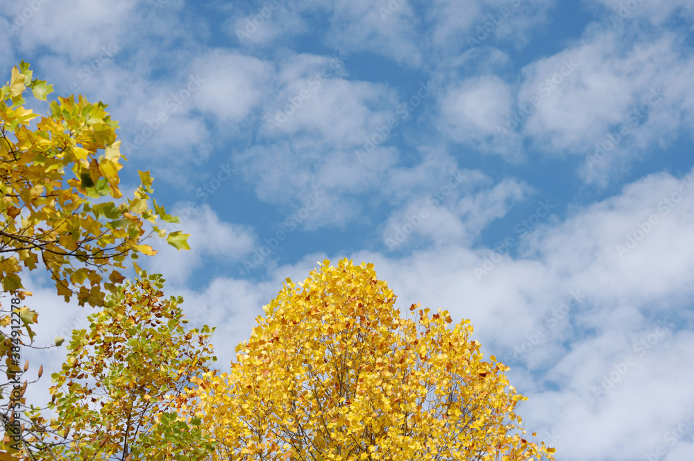 Fototapeta premium ユリの木