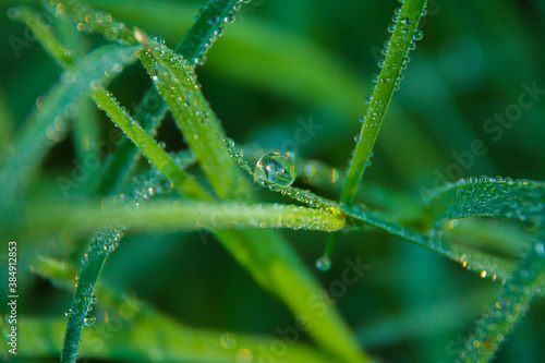 Dewdrops