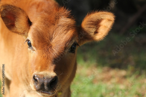 calf in the field