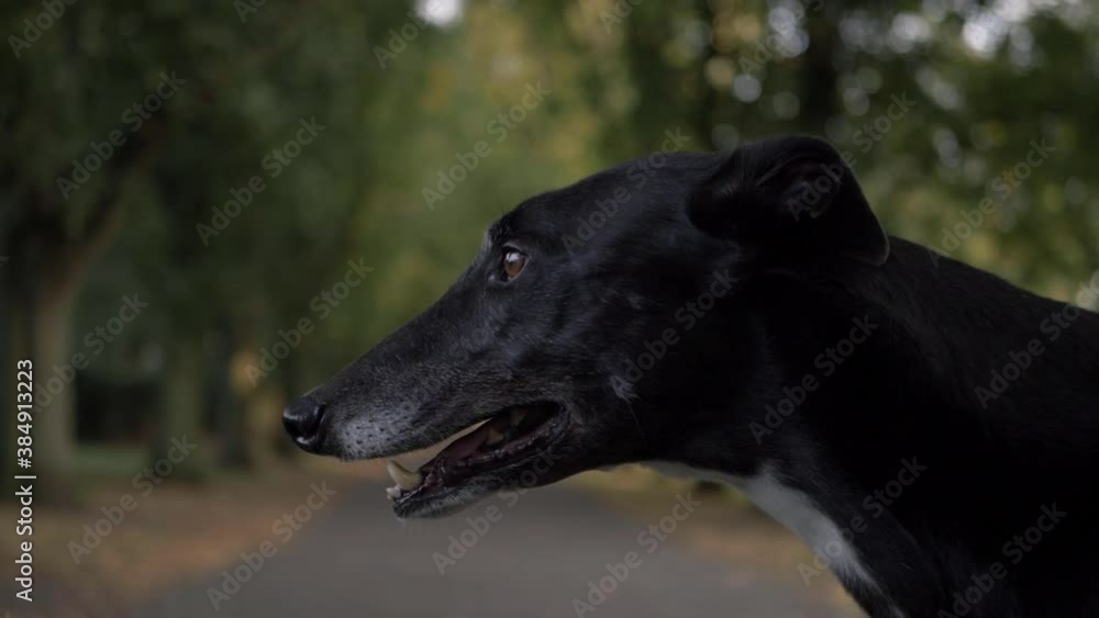 Greyhound dog panting in autumn park background portrait side shot Greyhound dog panting in autumn park background portrait side shot
