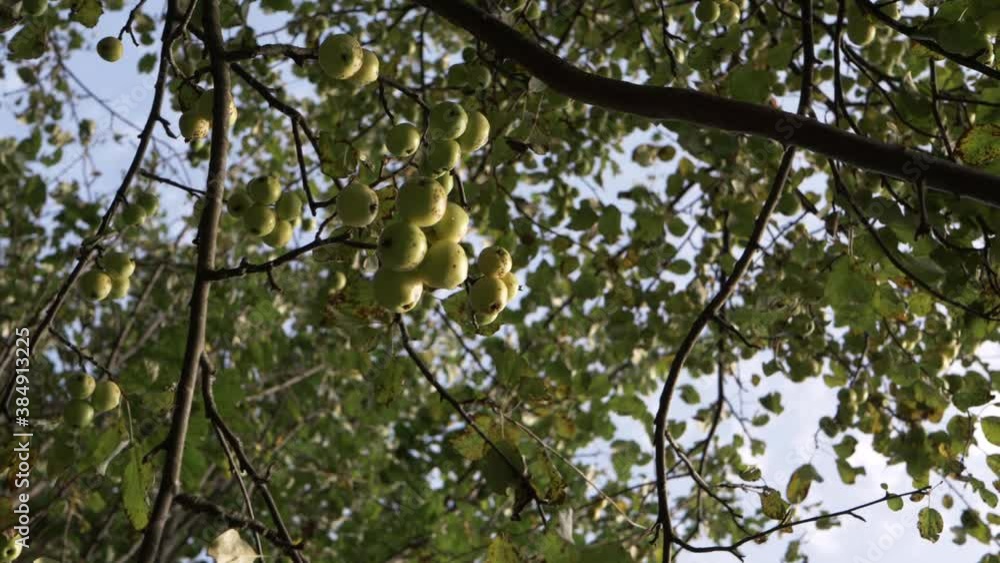 Wild apples growing on apple tree wide panning shot Wild apples growing on apple tree wide panning shot