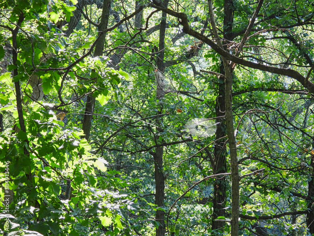 Fototapeta premium Three Spider Webs Across a Forest Landscape View in Early Morning Sunlight Waiting to Catch Insects