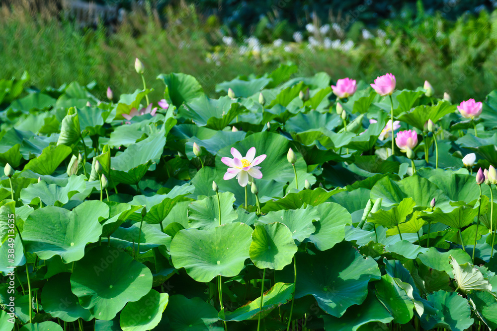 Pink Lily Bloom Among Flower Buds and Lush Large Green Leaves Pink Lily Bloom Among Flower Buds and Lush Large Green Leaves