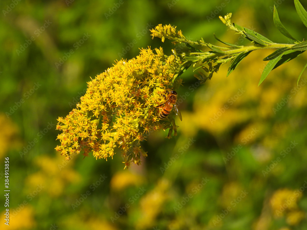 Bee Eats a Yellow Wildflower Goldenrod with a Meadow Blurred in the Background Closeup Macro of Insect Bee Eats a Yellow Wildflower Goldenrod with a Meadow Blurred in the Background Closeup Macro of Insect
