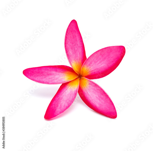 beautiful Plumeria rubra Linn on a white background