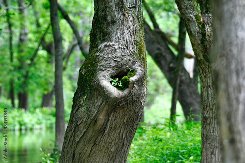 A Hole in Side of Tree Trunk Grows Moss and Tiny Green Leaves with Water, Trees and Foliage Blurred in Background