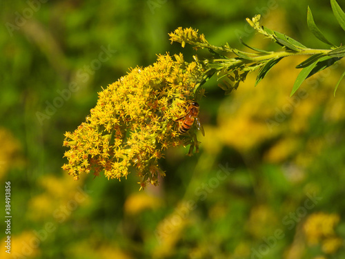 Bee Eats a Yellow Wildflower Goldenrod with a Meadow Blurred in the Background Closeup Macro of Insect