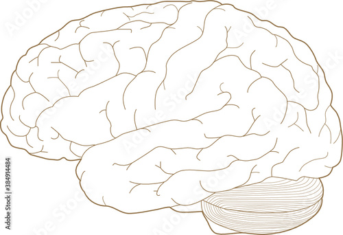 人間の脳の線画（解剖、ベクター画像）