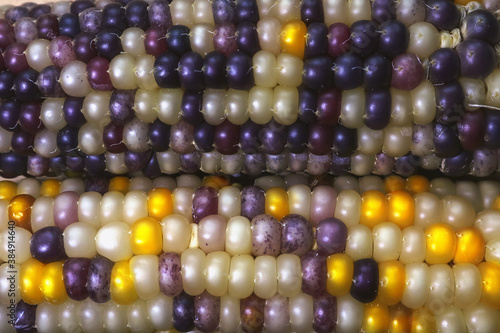 .grains on the cob of colored corn.