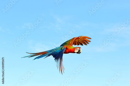Colorful macaw parrot flying in the sky © Passakorn