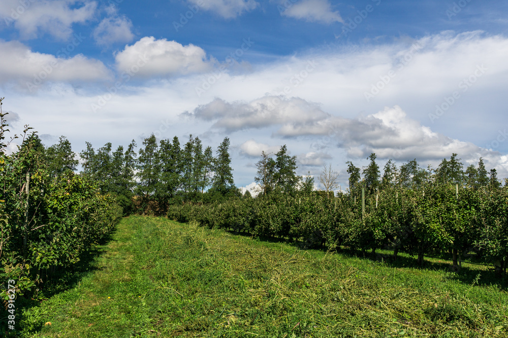 Green apple trees ona farm under cloudy sky