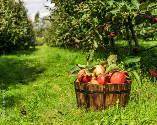 healthy organic apples in brown basket on green grass on farm.