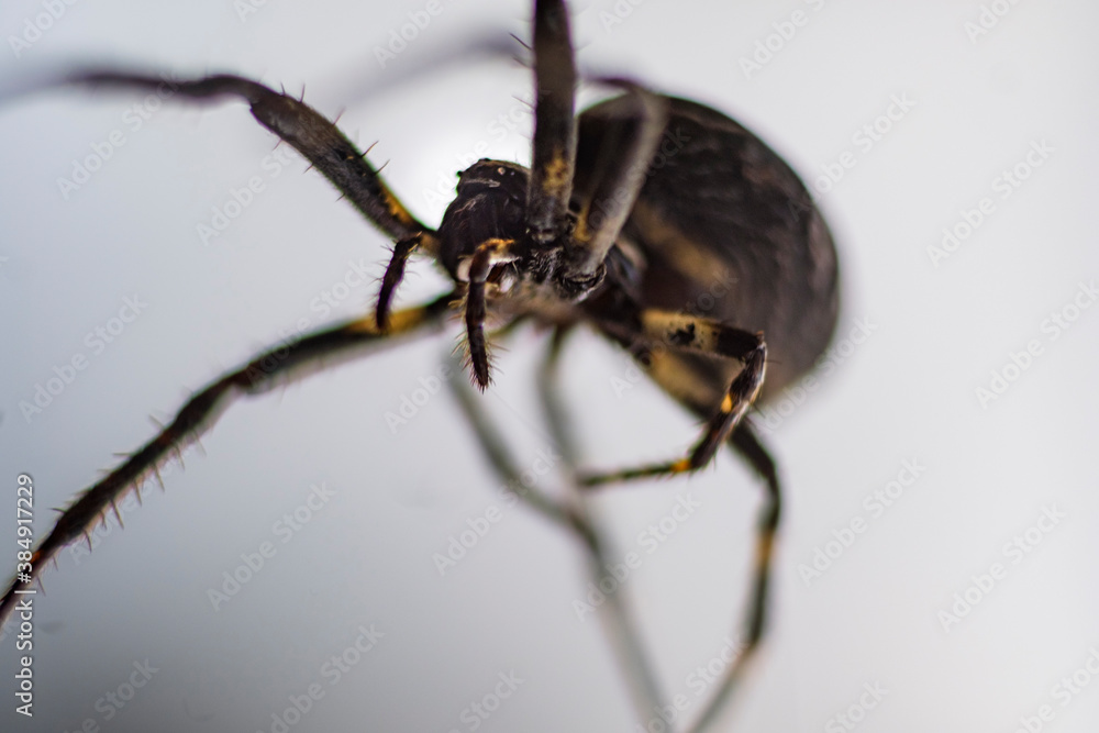 spider on the web spider on the web