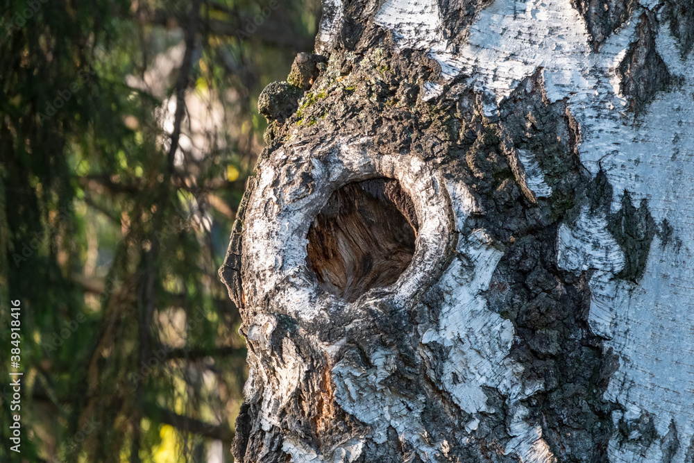 Birch tree trunk with a hollow. The texture of the birch bark. Birch tree trunk with a hollow. The texture of the birch bark.