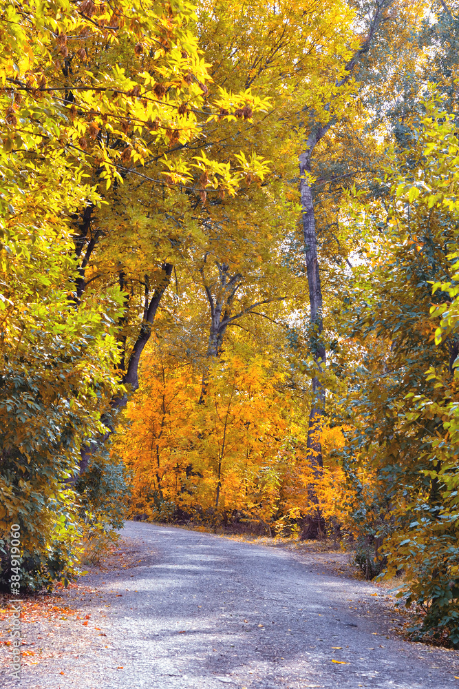 A view of the road in the autumn park..