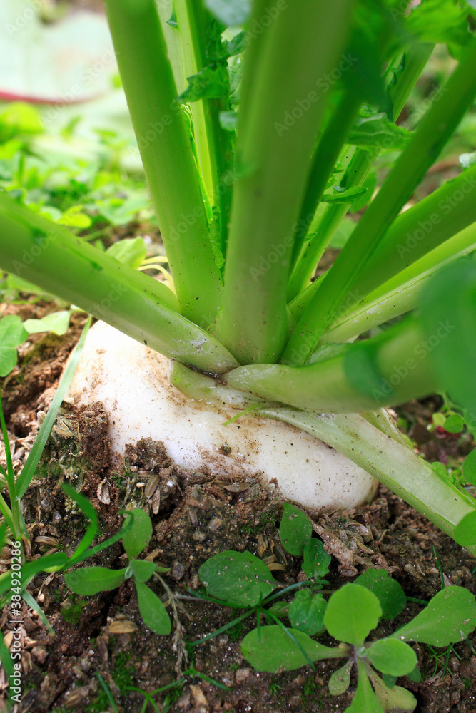 Obraz premium かぶら大根の栽培