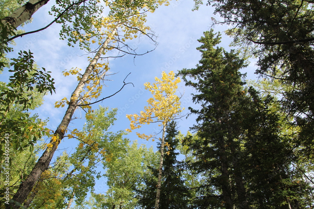 Fototapeta premium Forest Above Us, Kananaskis Country, Alberta
