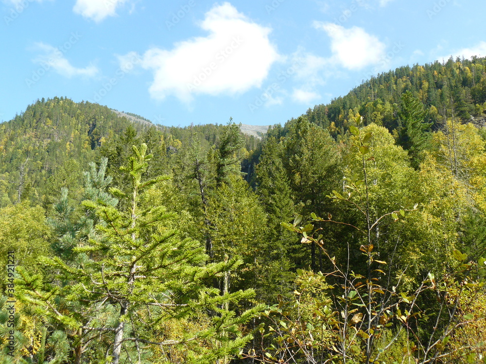 forest in the mountains forest in the mountains
