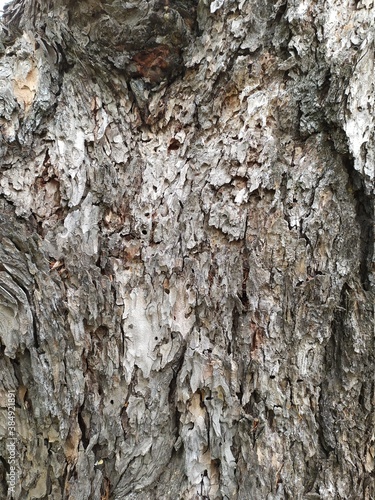 bark of a tree