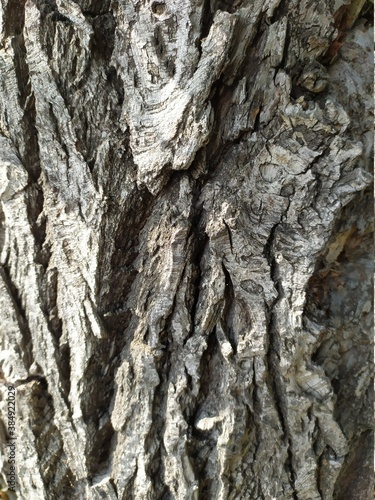 bark of a tree