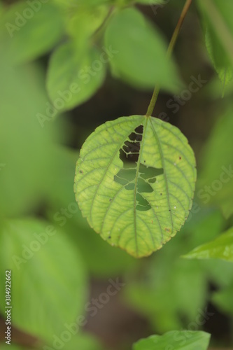 Fresh Green Forest Leaves With Center Cut.