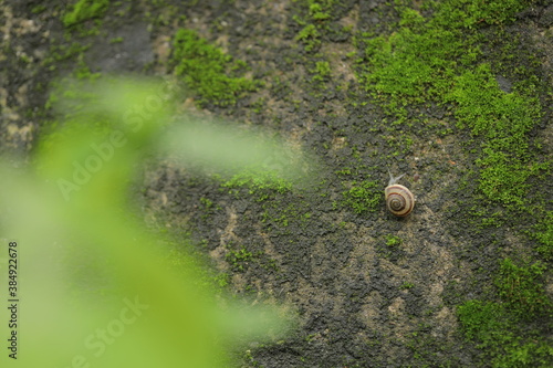 Big snail in shell crawling on road, summer day in garden