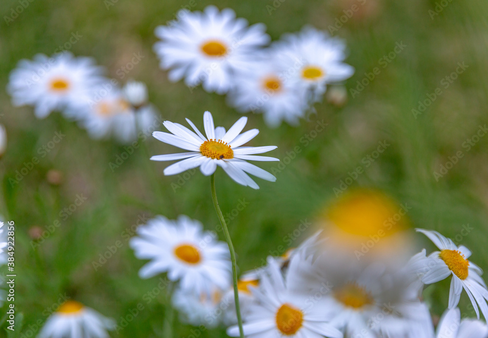 White daisy flowers field with shallow focus. White daisy flowers field with shallow focus.