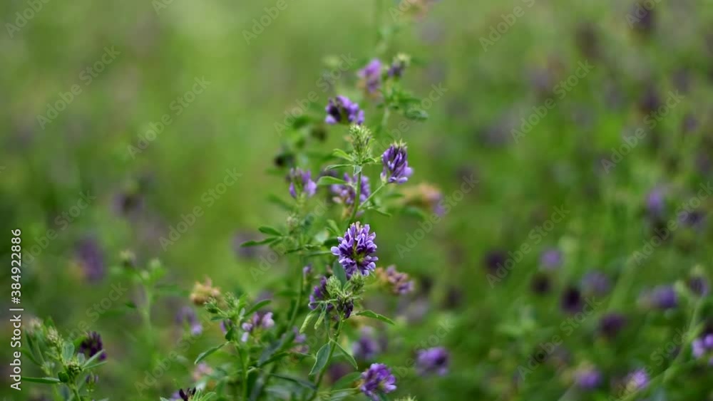 Alfalfa bloomed in the field.