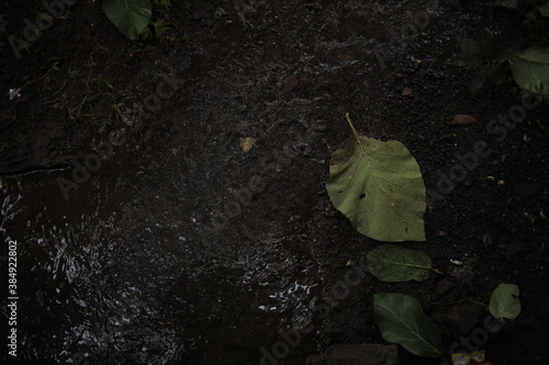 Top View Of Forest Leaves. Leaves on Soil.