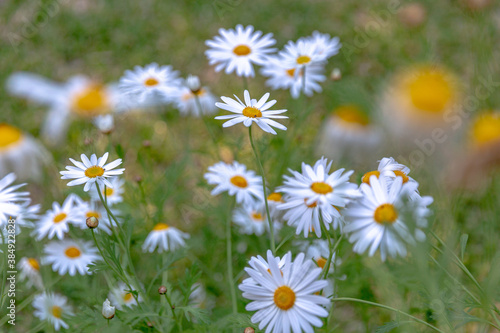 Beautiful daisy flower field with shallow focus.