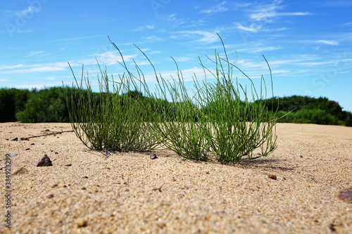 Green grass  yellow sand and blue sky