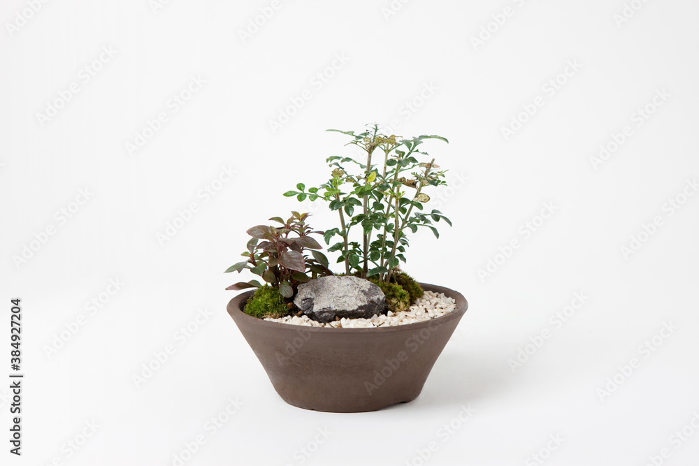 盆栽 盆栽