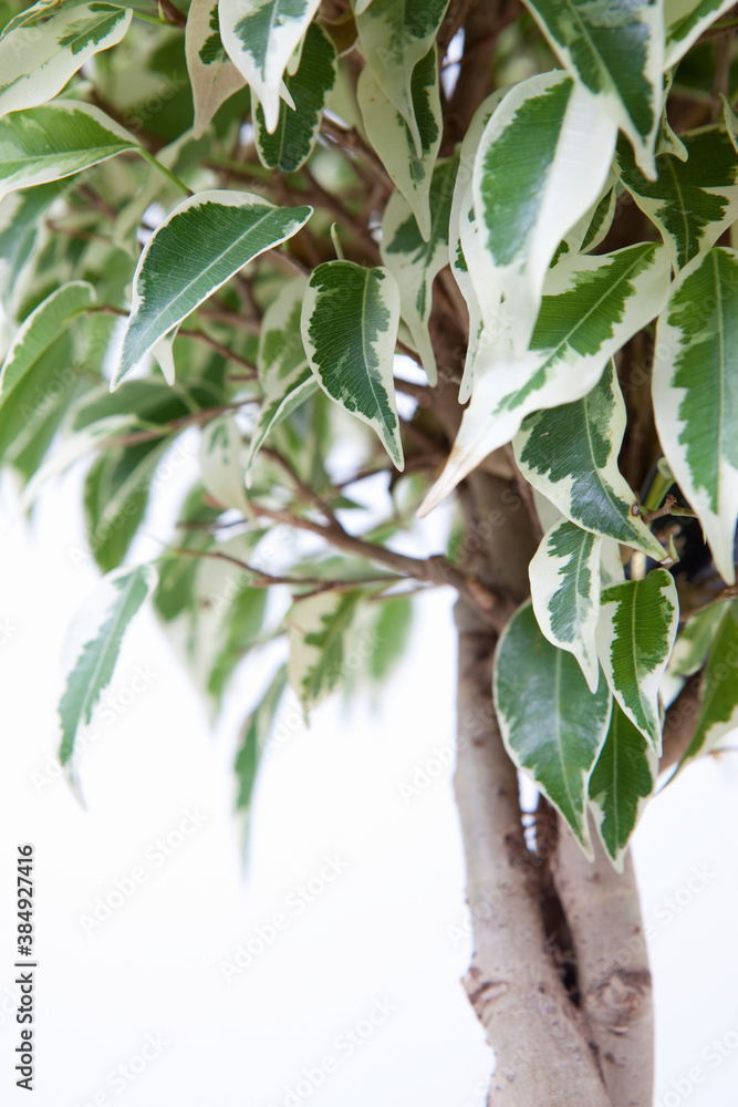 Obraz premium ベンジャミン