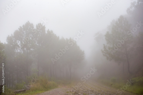 Amanecer en la sierra de quila jalisco con neblina  © JP STUDIO