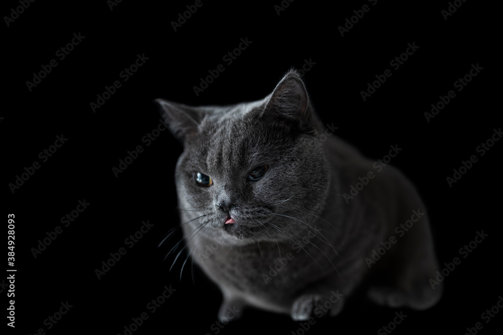 グレーの猫 グレーの猫