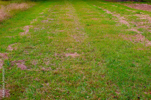 A patch of green grass